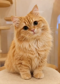 猫喫茶のキャスト・アニメーション前